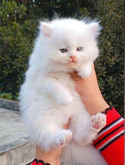 (Persian female kitten) (for sale all) (Pakistan delivery available)