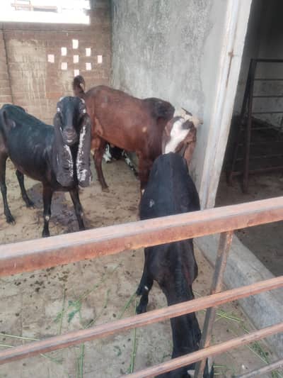 bakra