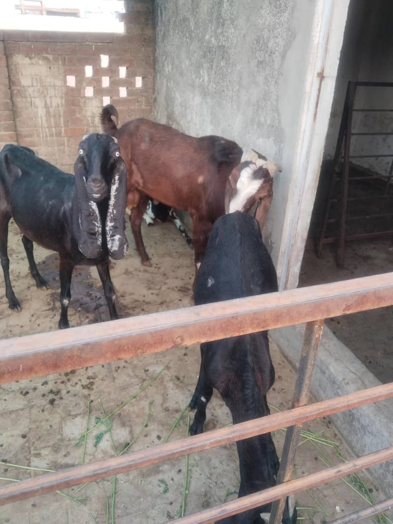 bakra 0