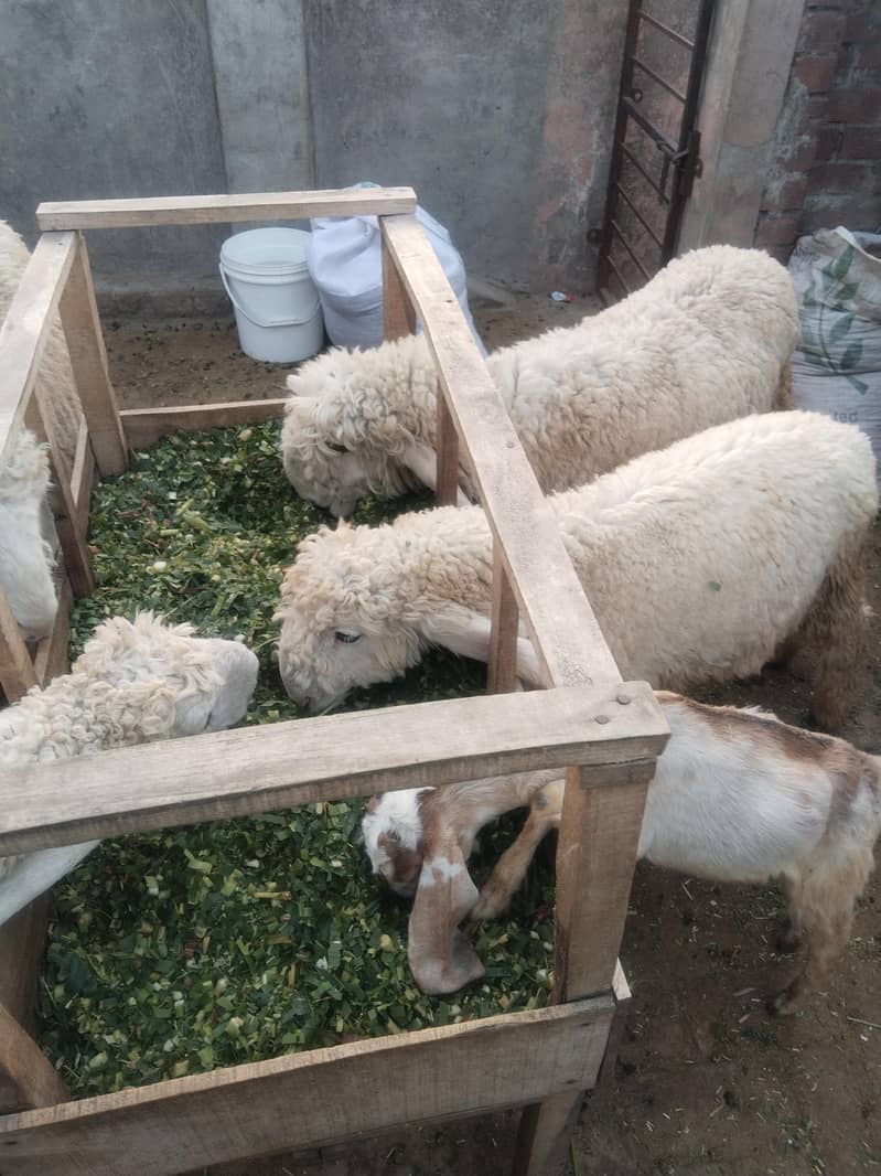 bakra 1
