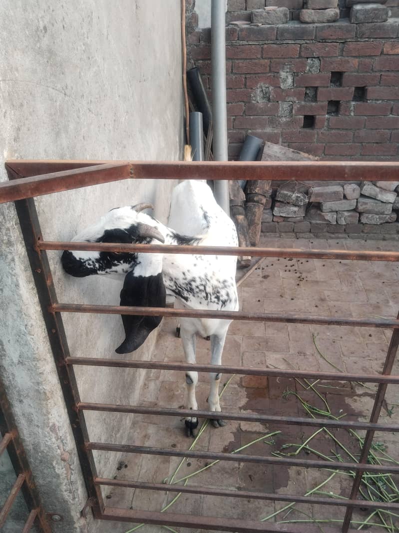 bakra 2