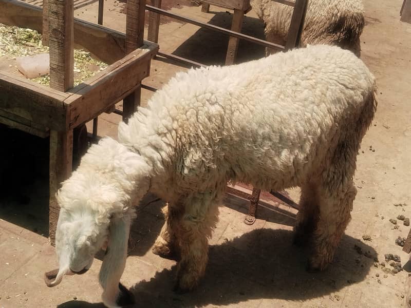 bakra 3