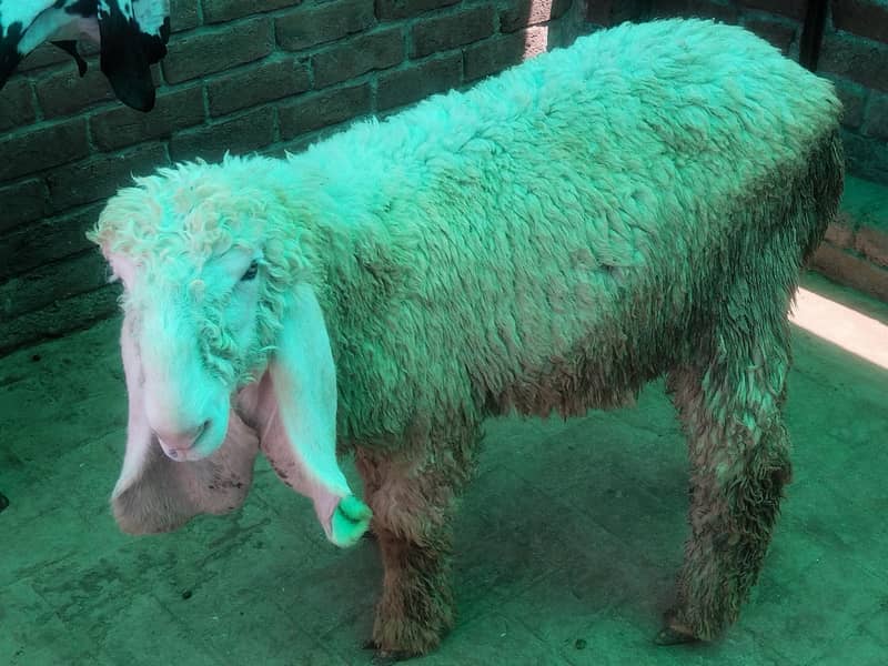 bakra 4
