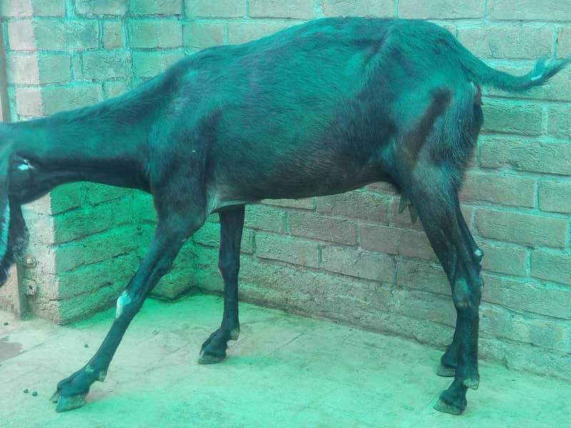 bakra 5