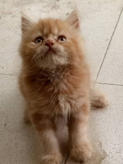 Heavy Born Structure Kitten Available