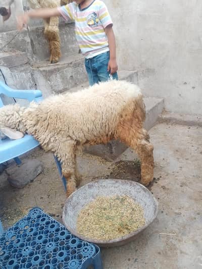 chatra for sale