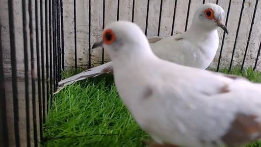 Diamond pied Dove Breeder pair