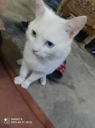 cat double eye
