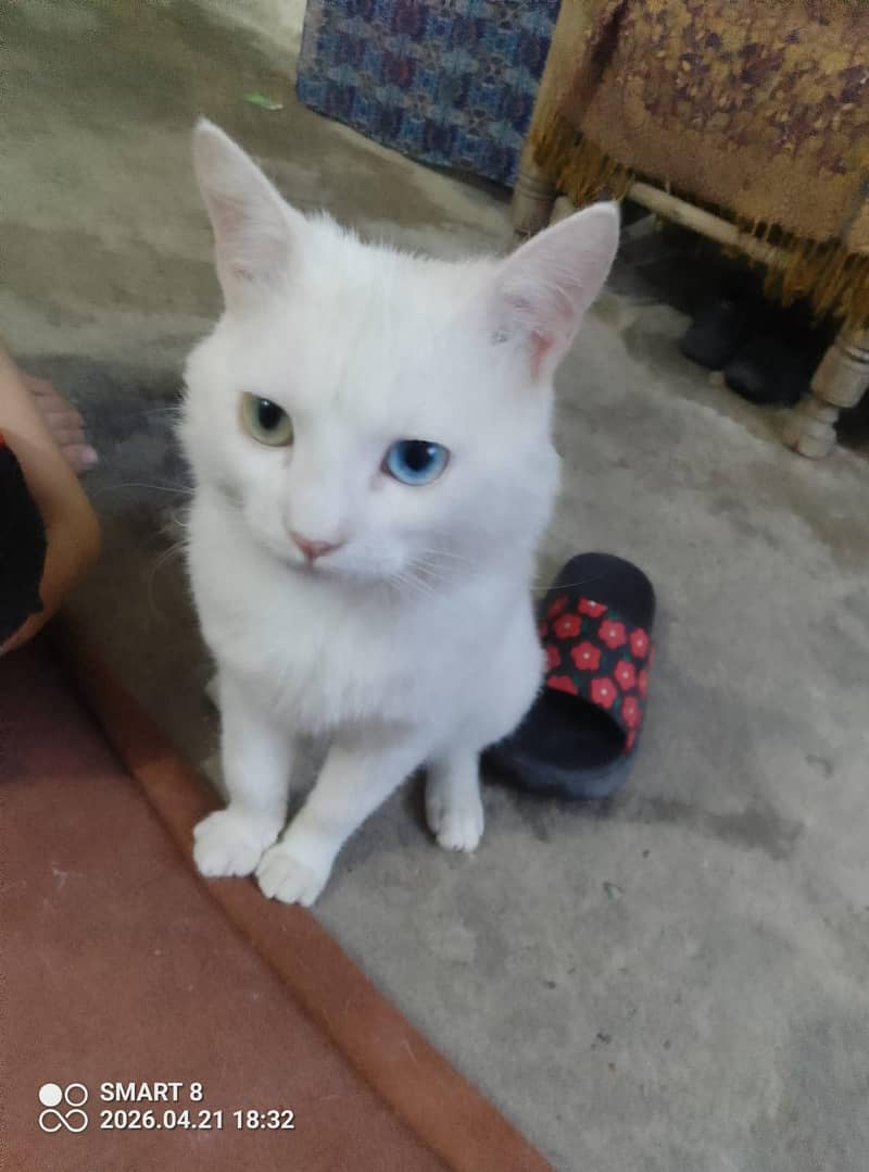 cat double eye 1