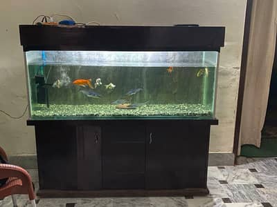big aquarium  forsale