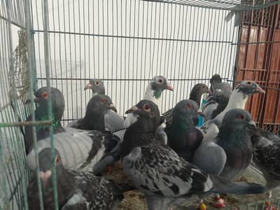 qasid pigeon