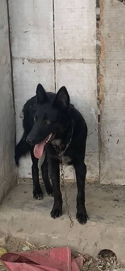 German shefert dog for sale