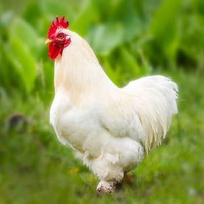 Cochin Bantam Pairs