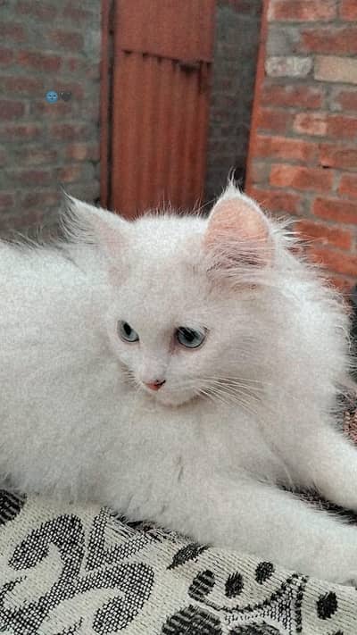 prison cat pair male yellow eyes female blue
