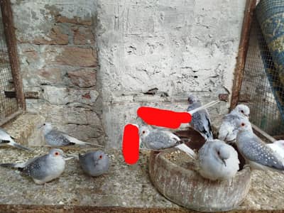 Diamond Dove Colony