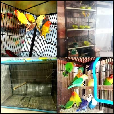 love bird . 03013130804