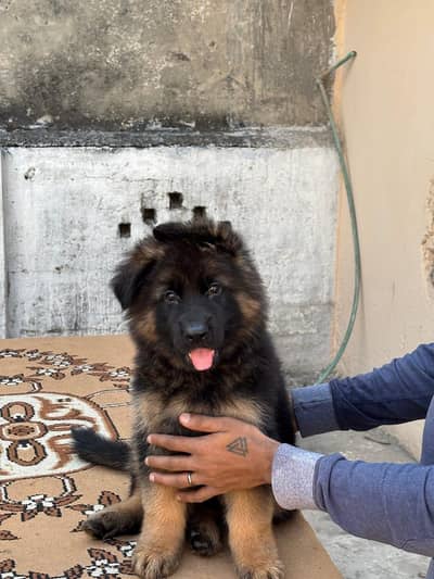 pedigree male pup for rehoming