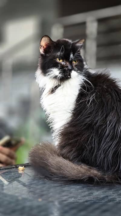 long coat Persian female cat