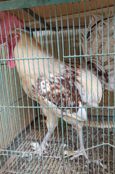 selling one desi murgha one desi murghi and one misri murghi
