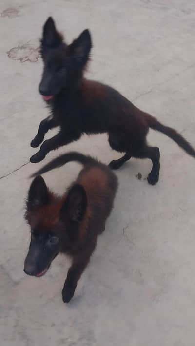 German shepherd 03218300492