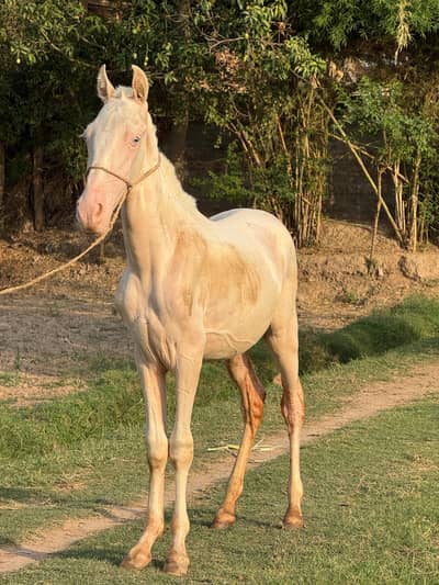 pure white Vachera for sale