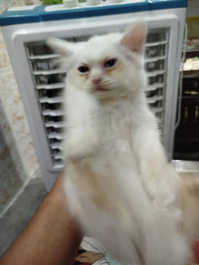 Persian White kittens