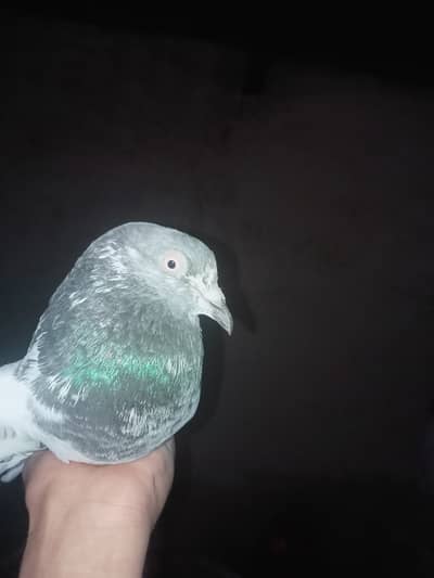 Pure kamagar male resulted