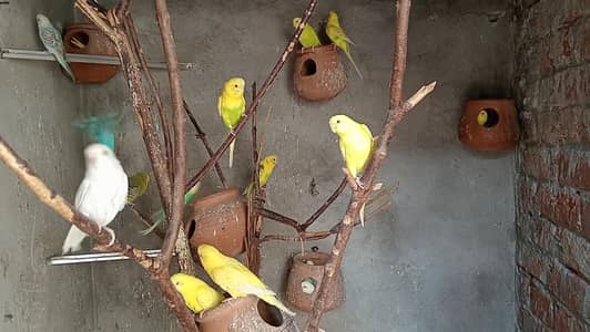 budgies breeders Australia tota Parrott's