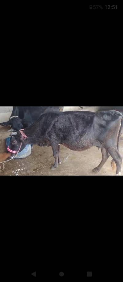 gabban cow 4 months plus