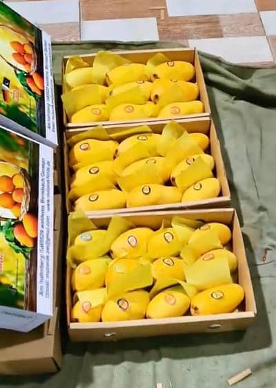 sujrha Mango  form