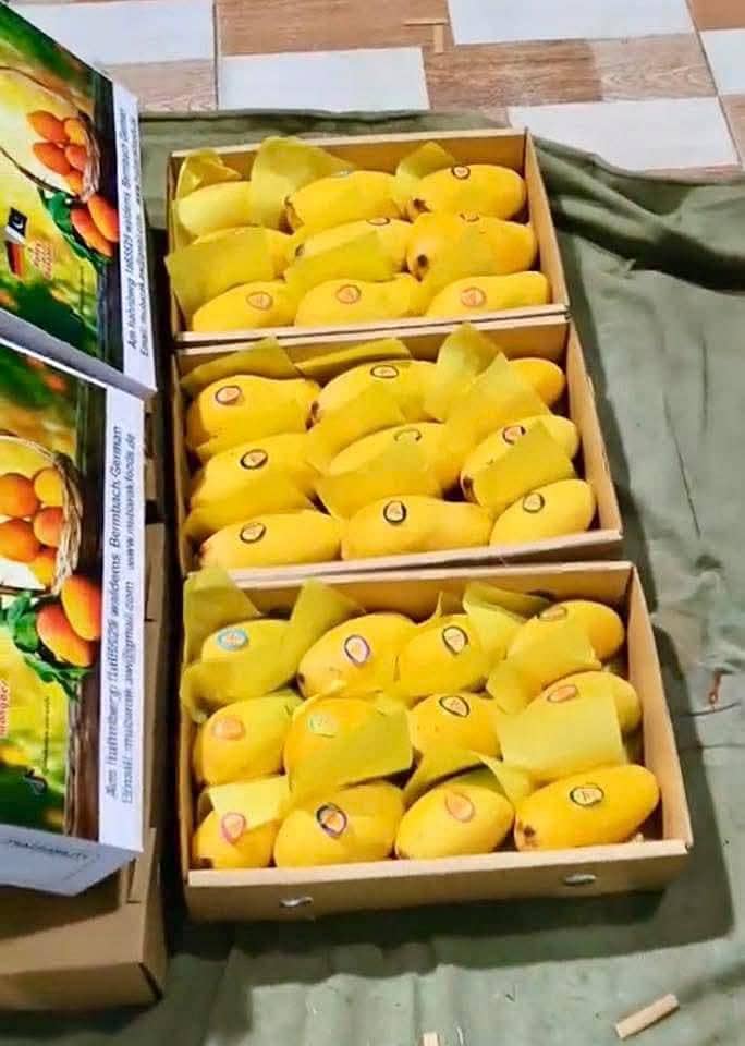 sujrha Mango  form 0