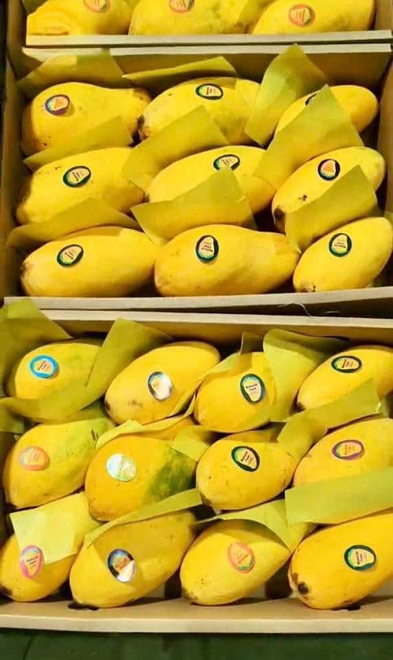 sujrha Mango  form 1