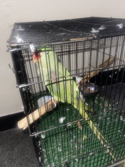 Raw parrots