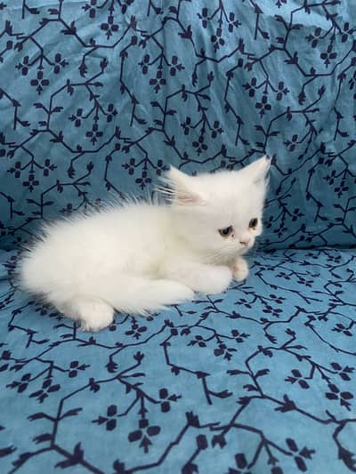 Persian kittens available for sale