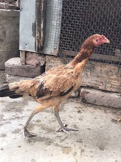 Aseel burmi chicks only interested buyer contact please 0 3 4 4 666627