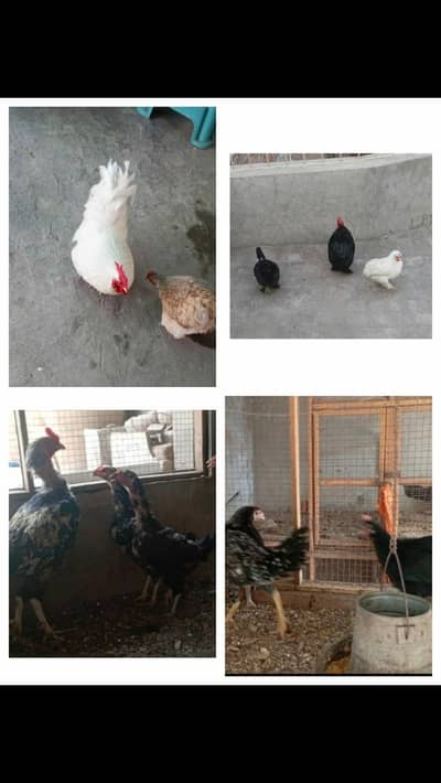 bantam  and aseel for sale  avalible