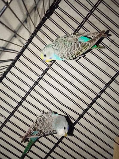Beautiful Australian Budgie Chicks (6_7) _1 Month Old Healthy babies