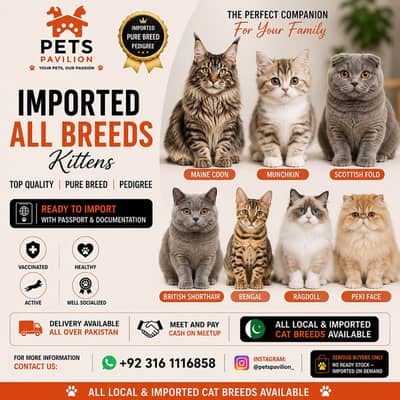 BRITISH SHORTHAIR | SCOTTISH FOLD | MAINE COON | MUNCHKIN | BENGAL