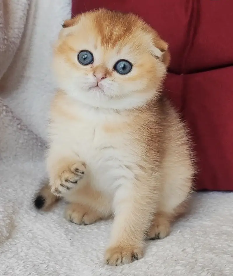 BRITISH SHORTHAIR | SCOTTISH FOLD | MAINE COON | MUNCHKIN | BENGAL — photo 2