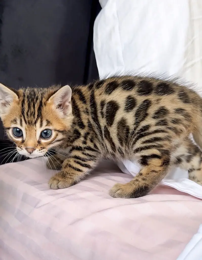 BRITISH SHORTHAIR | SCOTTISH FOLD | MAINE COON | MUNCHKIN | BENGAL — photo 3