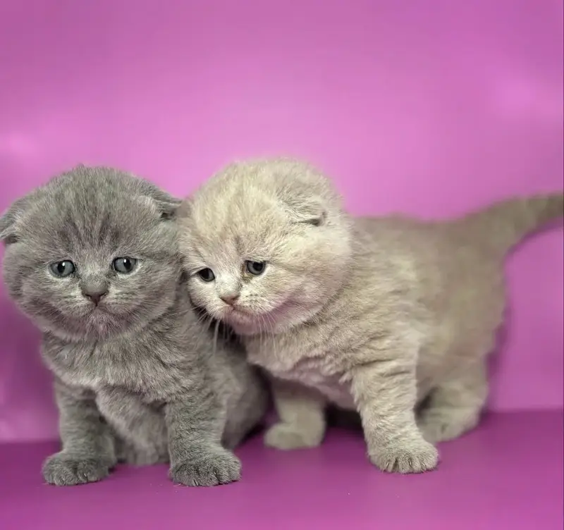 BRITISH SHORTHAIR | SCOTTISH FOLD | MAINE COON | MUNCHKIN | BENGAL — photo 4