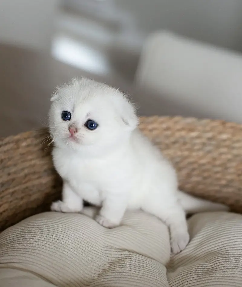 BRITISH SHORTHAIR | SCOTTISH FOLD | MAINE COON | MUNCHKIN | BENGAL — photo 5