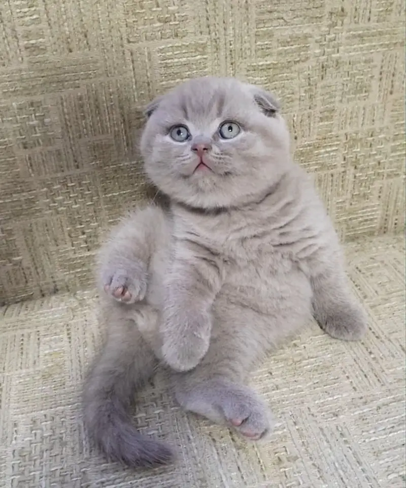 BRITISH SHORTHAIR | SCOTTISH FOLD | MAINE COON | MUNCHKIN | BENGAL — photo 6
