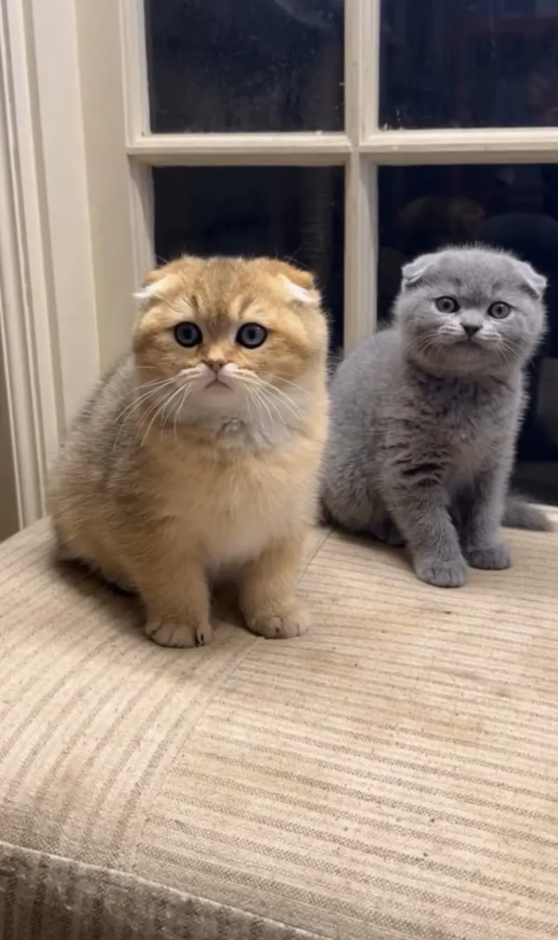 BRITISH SHORTHAIR | SCOTTISH FOLD | MAINE COON | MUNCHKIN | BENGAL — photo 9