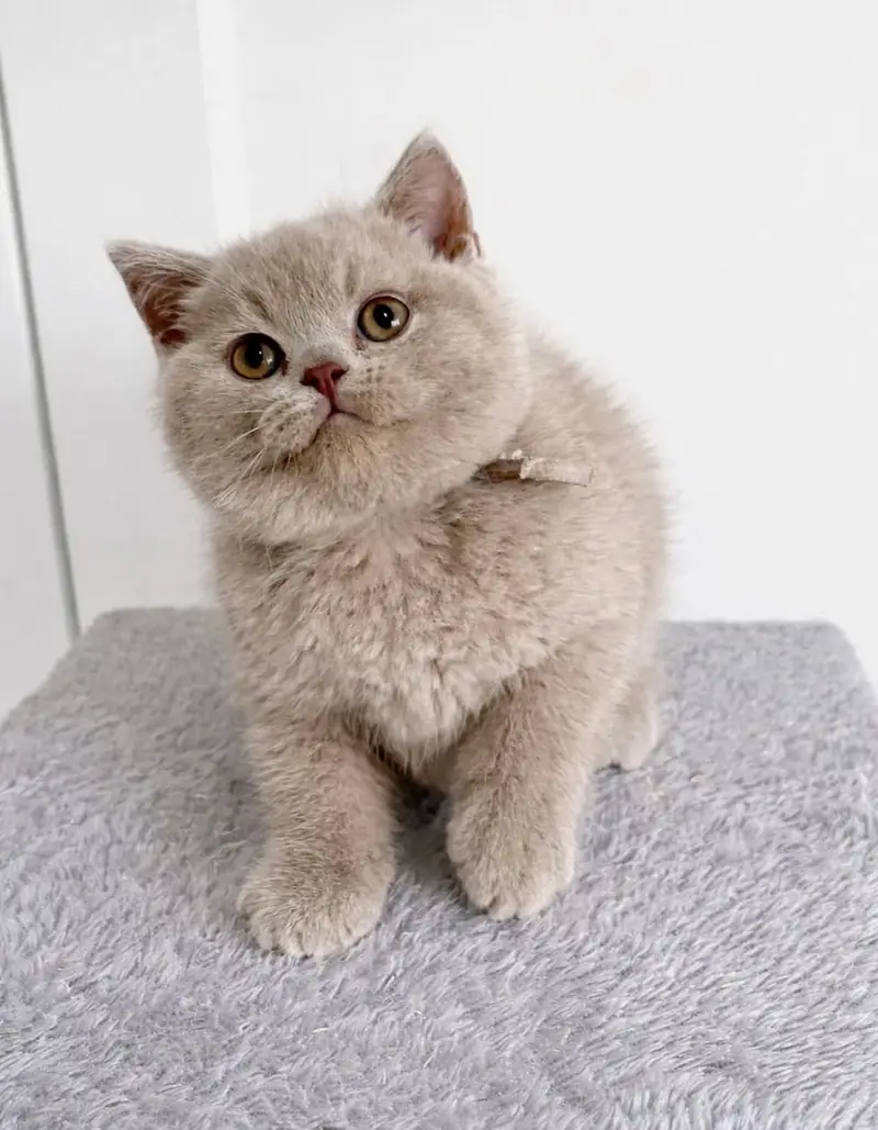 BRITISH SHORTHAIR | SCOTTISH FOLD | MAINE COON | MUNCHKIN | BENGAL — photo 12