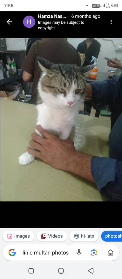cat name rumeo cat is very beautiful