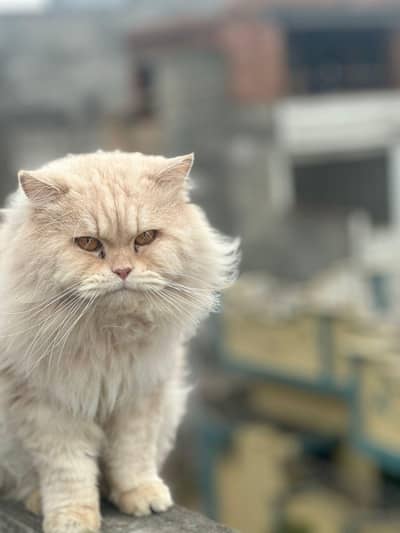 cat for sale