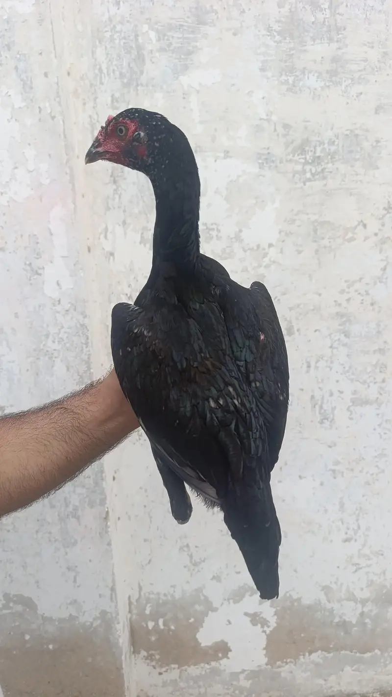 Miawali Aseel Pathi