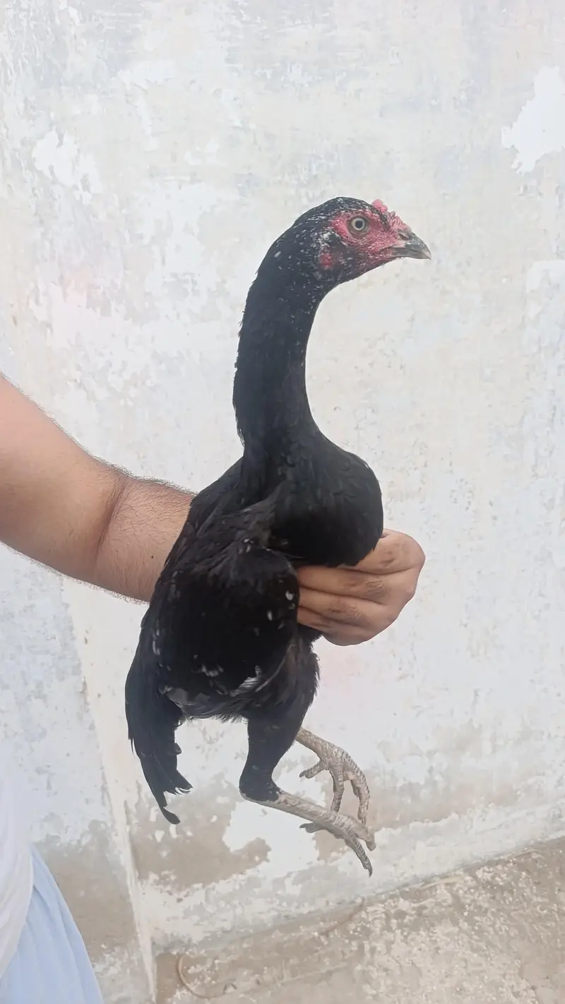 Miawali Aseel Pathi — photo 2