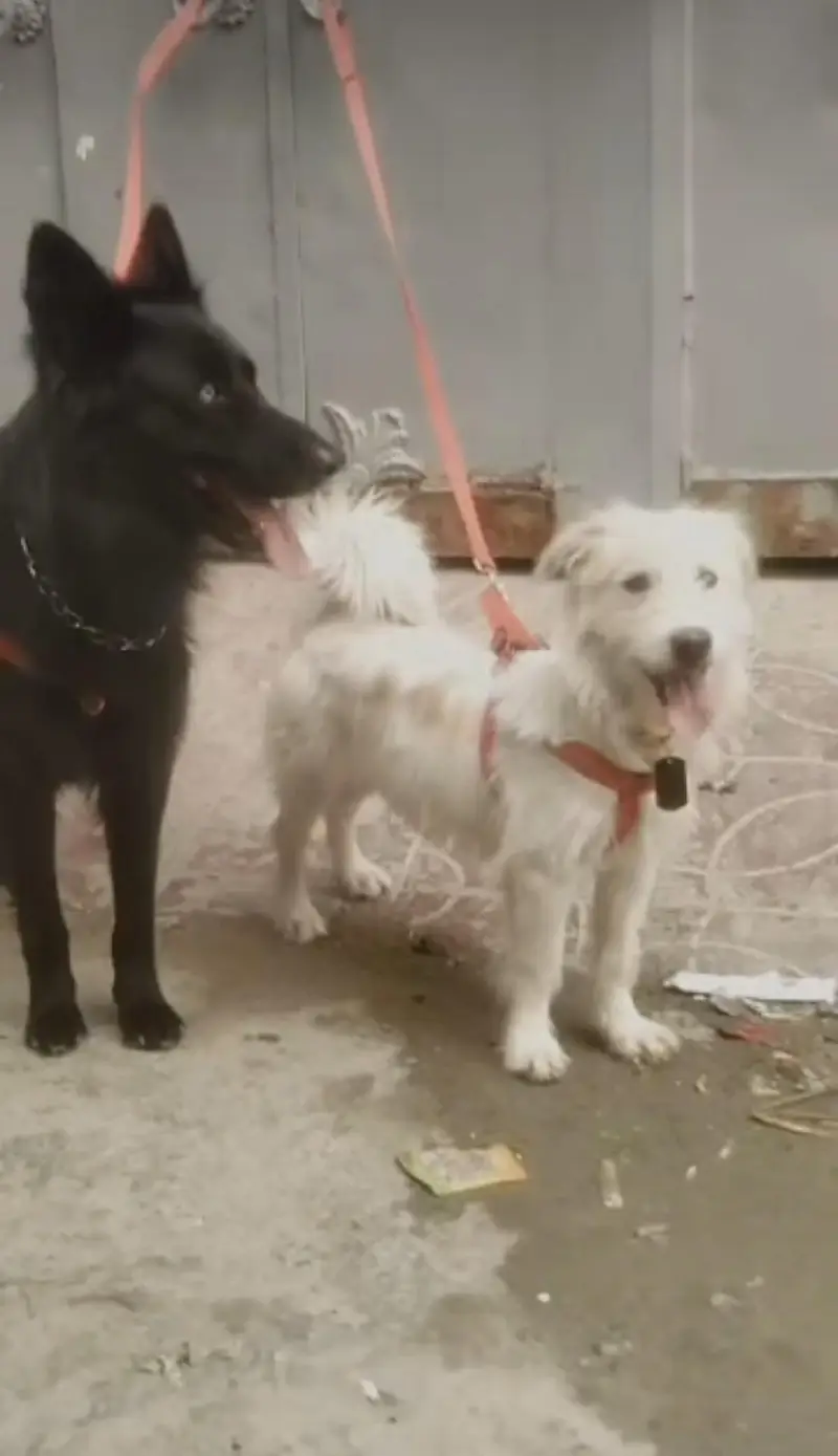 dogs for sale Black male white female — photo 2